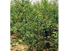 吳中區東山石井灣苗木場產品展示 花木蔥蘢，匠心培育