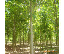 軒都苗木基地直銷優質馬褂木（鵝掌楸）樹苗，量大優惠，綠化優選