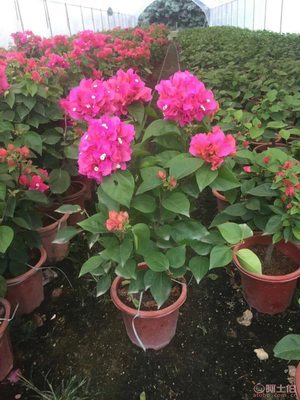 龍海市東泗興輝園藝場 專業三角梅種植基地，品質苗木常年供應