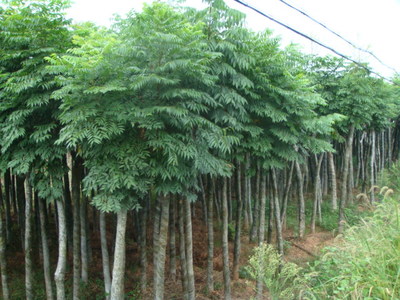 杜鵑苗木的栽培與養護指南